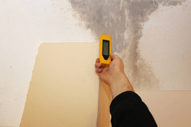 Professional Mold Removal in Crescent Springs, KY
